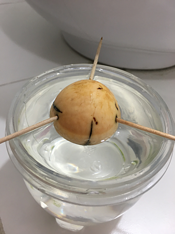 Siembra de semilla de aguacate