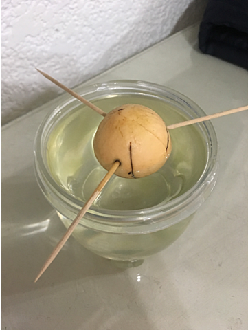 Siembra de semilla de aguacate