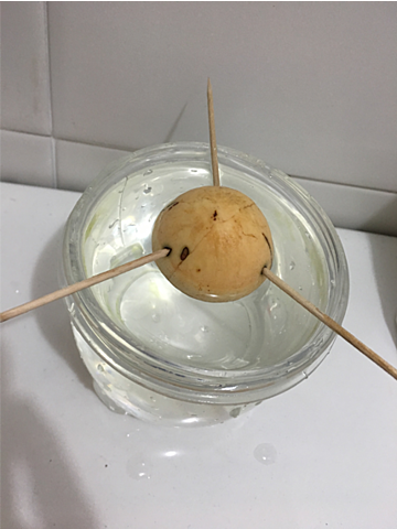 Siembra de semilla de aguacate