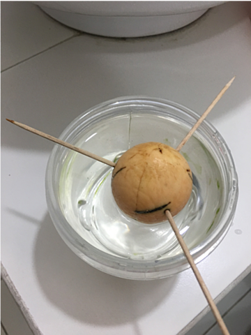 Siembra de semilla de aguacate