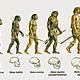 La evolucion humana informacion 600x415