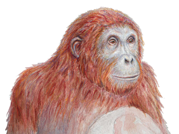 Comienzo del Mioceno