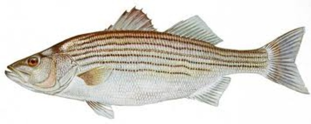 Mike Catches Big Fish