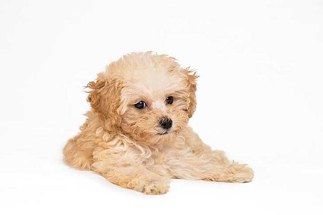 ollie rollie pollie chiquititito papito baby papa baby boi