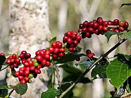 LOS PRECIOS DEL GRANO DE CAFÉ COMENZARON A CAER EN MERCADOS INTERNACIONALES