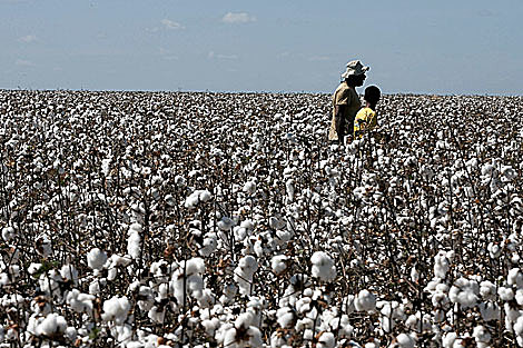 La OMC regula los subsidios de productores