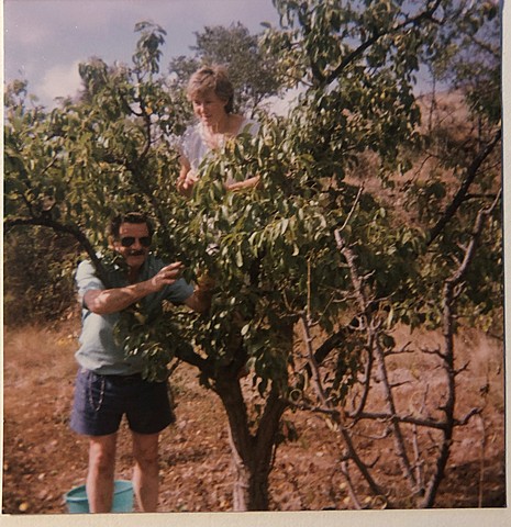 Recollint peres en el camp