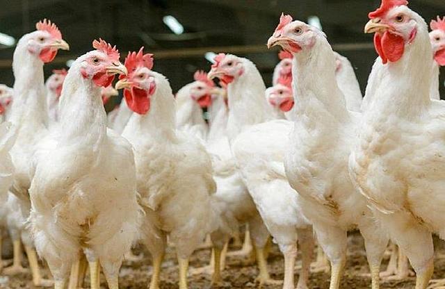 La OMC afirmó que la India quebrantó las normas de la OMC mediante el bloqueo de las importaciones de aves de corral