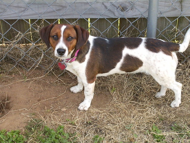 Got my dog Allie Bama