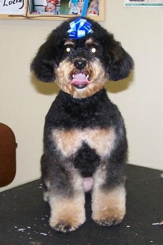 We Open our Business, Beautiful Grooms.