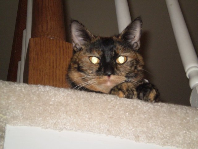 family cat named Peaches had 5 kittens