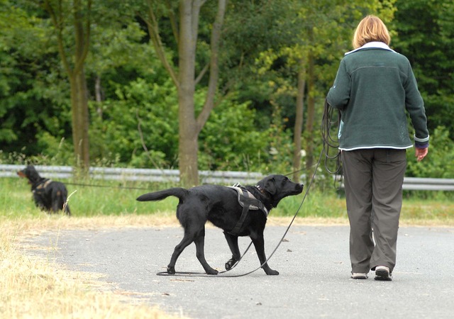 Suche mit Mantrailer-Hunden