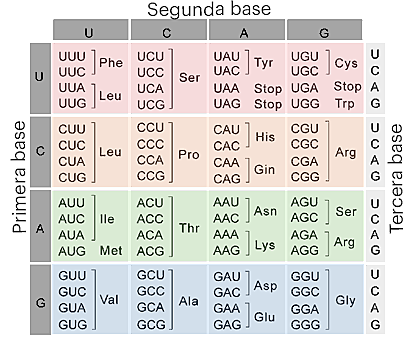 Se descubre código genético