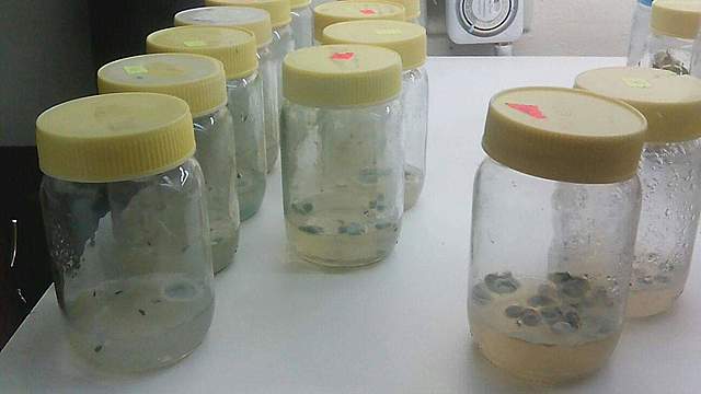 Revisión de contaminación