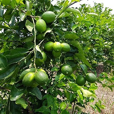 Timeline: Propagación de limón (Citrus limón) por esquejes semi-leñosos bajo dos condiciones de sustrato, hormona y humedad ambiental.