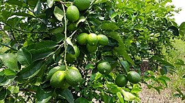 Timeline: Propagación de limón (Citrus limón) por esquejes semi-leñosos bajo dos condiciones de sustrato, hormona y humedad ambiental.
