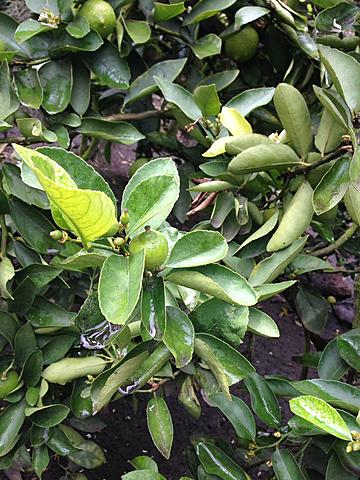 Selección de la Planta Madre