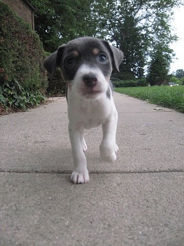 puppies born after death of father