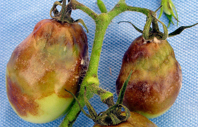 Steven Lindow Request Governments Permission To Test GE Bacteria