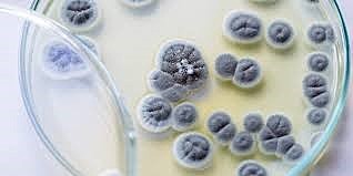 Descubrimiento de la penicilina e invención de los antibióticos