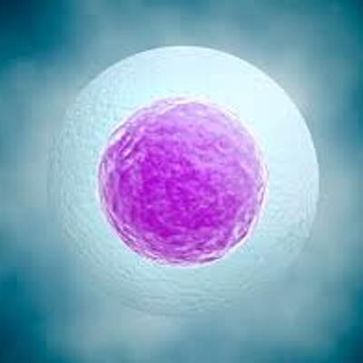 Timeline: La célula