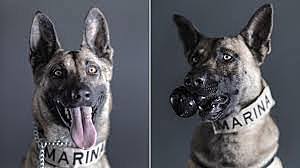 El hombre que se convirtio en perro