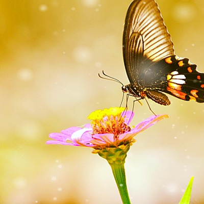 Timeline: Historia de vida Rosa Minelis Barros