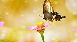 Timeline: Historia de vida Rosa Minelis Barros