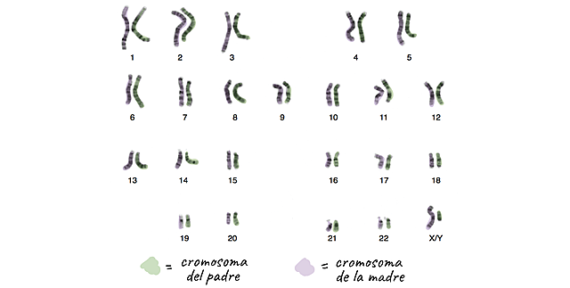 N° de cromosomas humanos