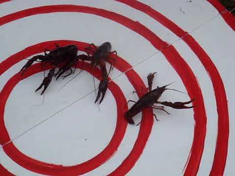 crawfish racing