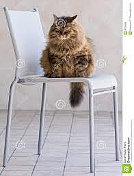 A fat cat named Toast