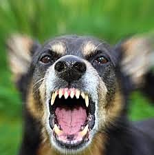 Rabid Dog in my school