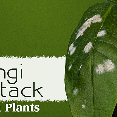 Timeline: Pérdidas severas causadas por enfermedades de las plantas