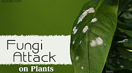 Timeline: Pérdidas severas causadas por enfermedades de las plantas