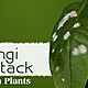 1200 323481 plant diseases caused by fungi