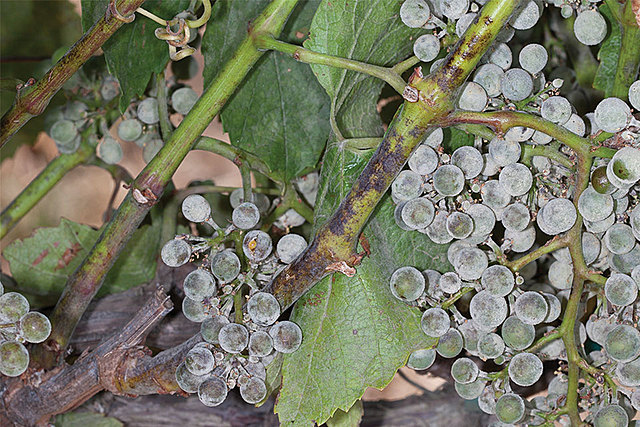 Mildew polvorienta de las uvas