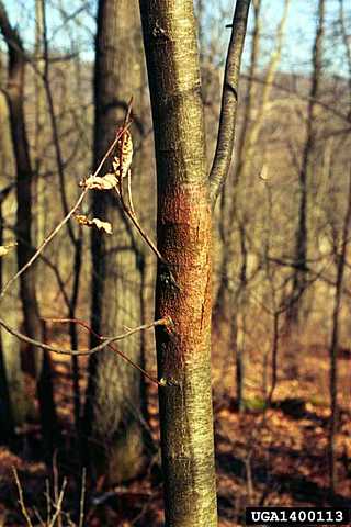 Tizón de la castaña
