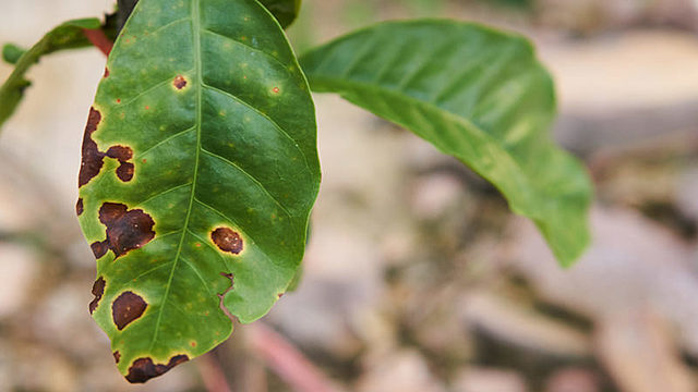 Roya en las hojas de café