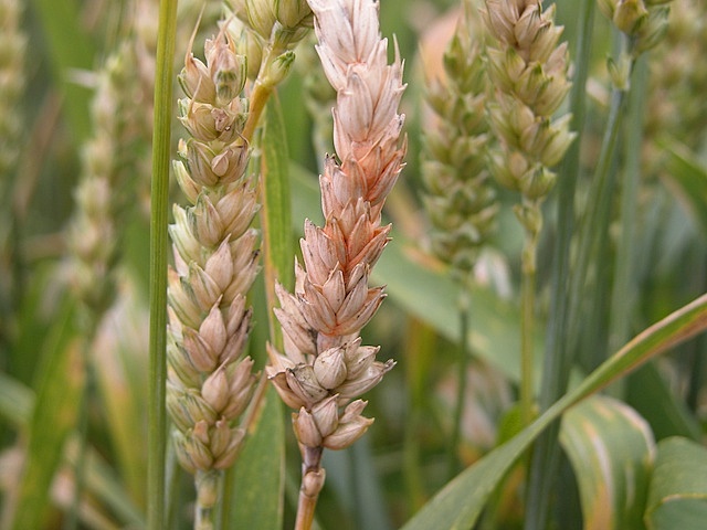 Fusarium costra de trigo
