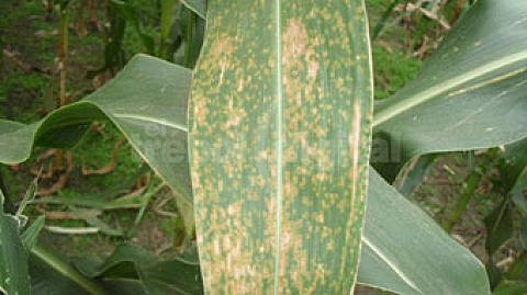 Tizón de la hoja de maíz del sur