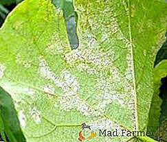 Moho polvoriento de uvas