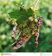 Suave moho de las uvas