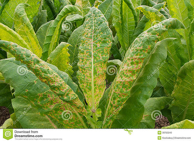 Suave moho del tabaco