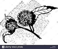 Tizón de la castaña