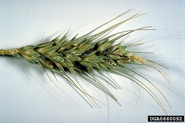 Carnal tizón del trigo