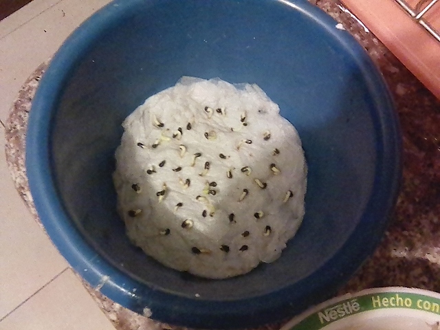 Revision del semillero y brotes