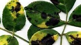 Timeline: Enfermedades de las plantas