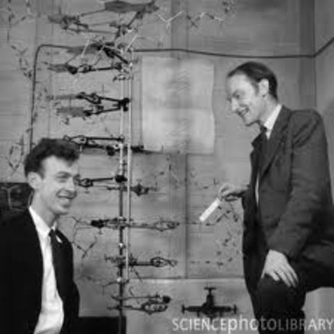 Watson and Crick's Model