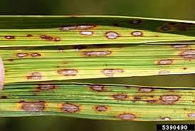 Epidemias en Asia: Gran Hambruna de Bengala 1943