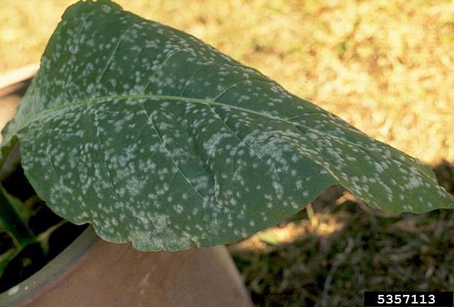 Epidemia europea 1950 a 1960